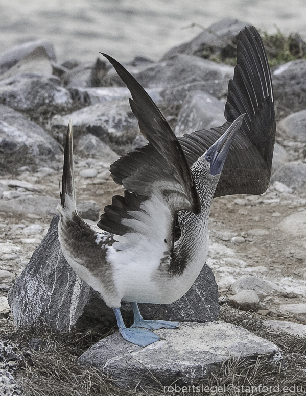 galapagos